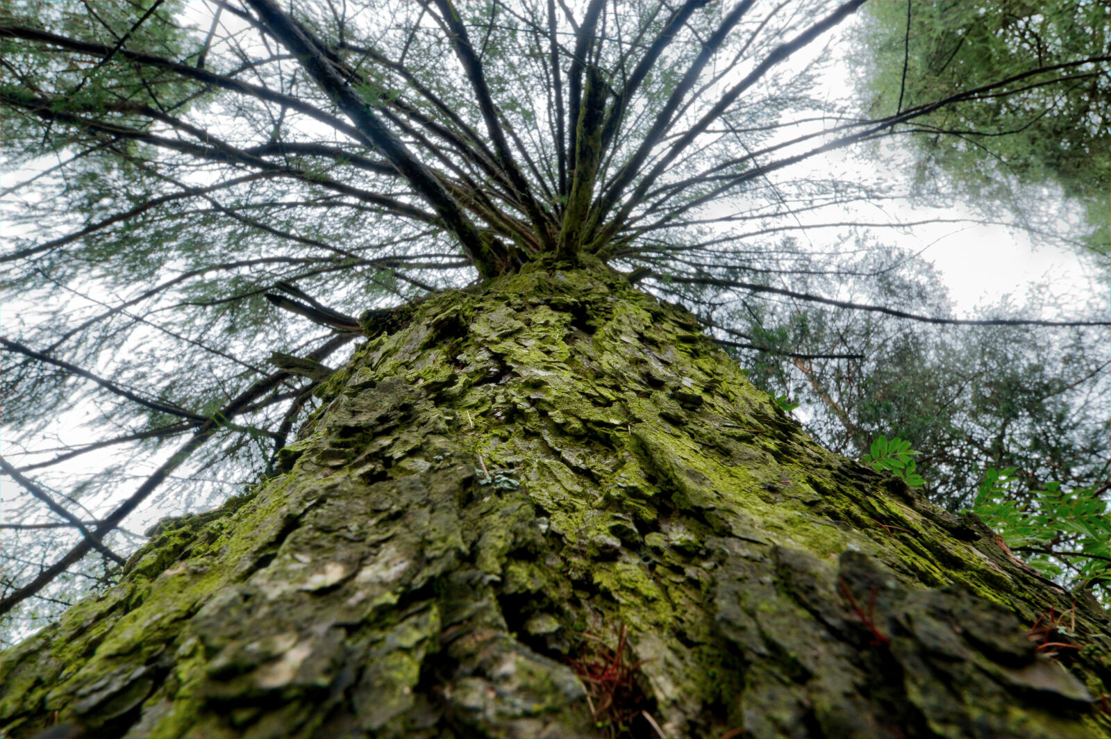 Canon EOS 70D sample photo. Bark, branch, daylight, environment photography