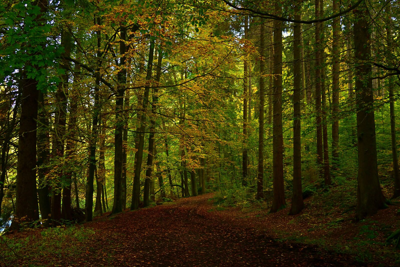Nikon D5200 sample photo. Nature, forest, hiking photography