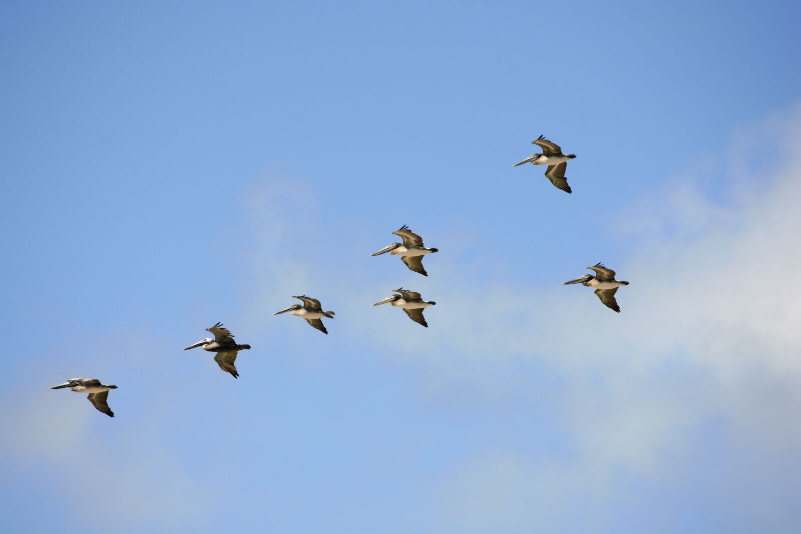 Nikon D7100 sample photo. Birds, sea birds, pelicans photography