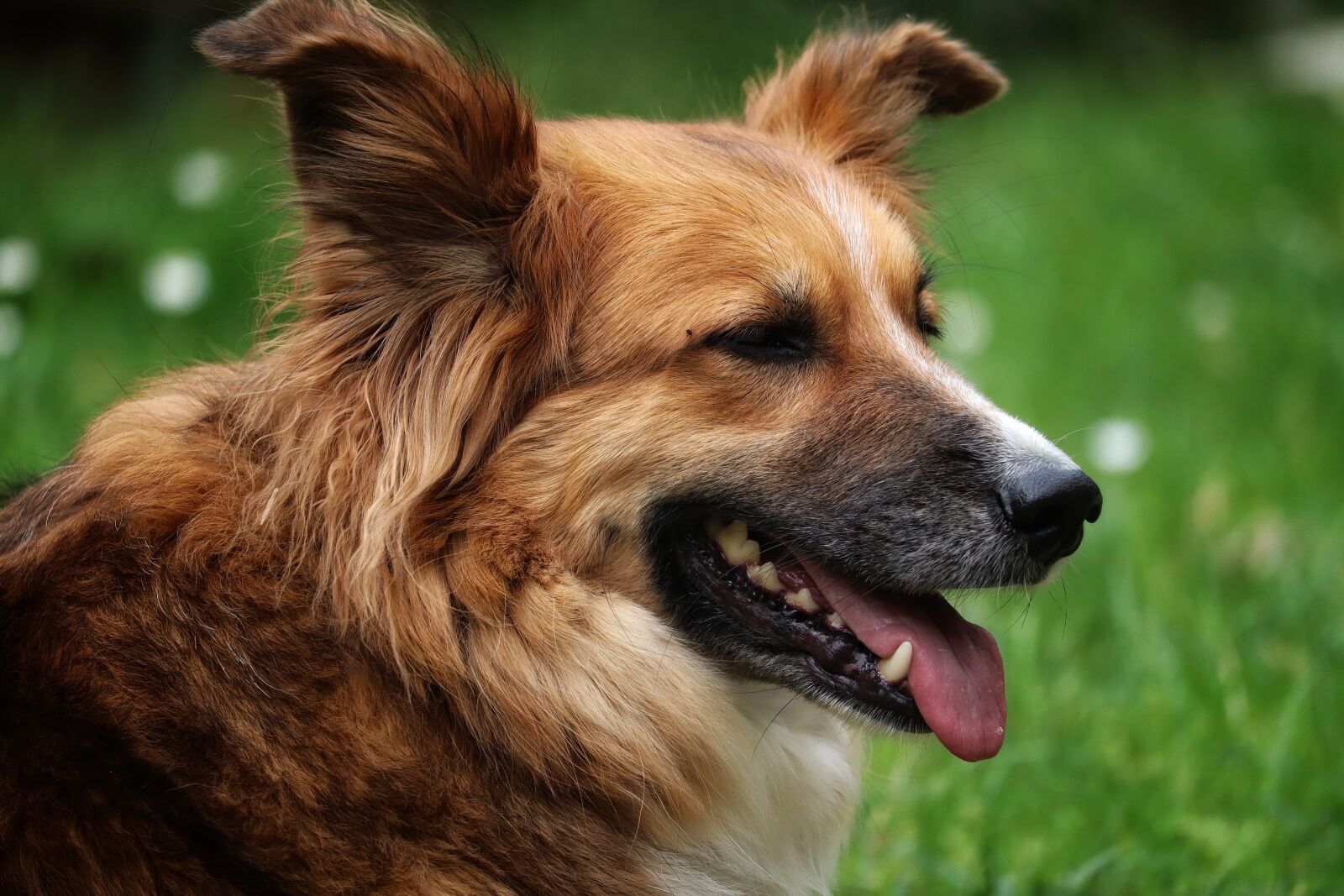 Canon EOS M50 (EOS Kiss M) sample photo. Dog, animal, herding dog photography