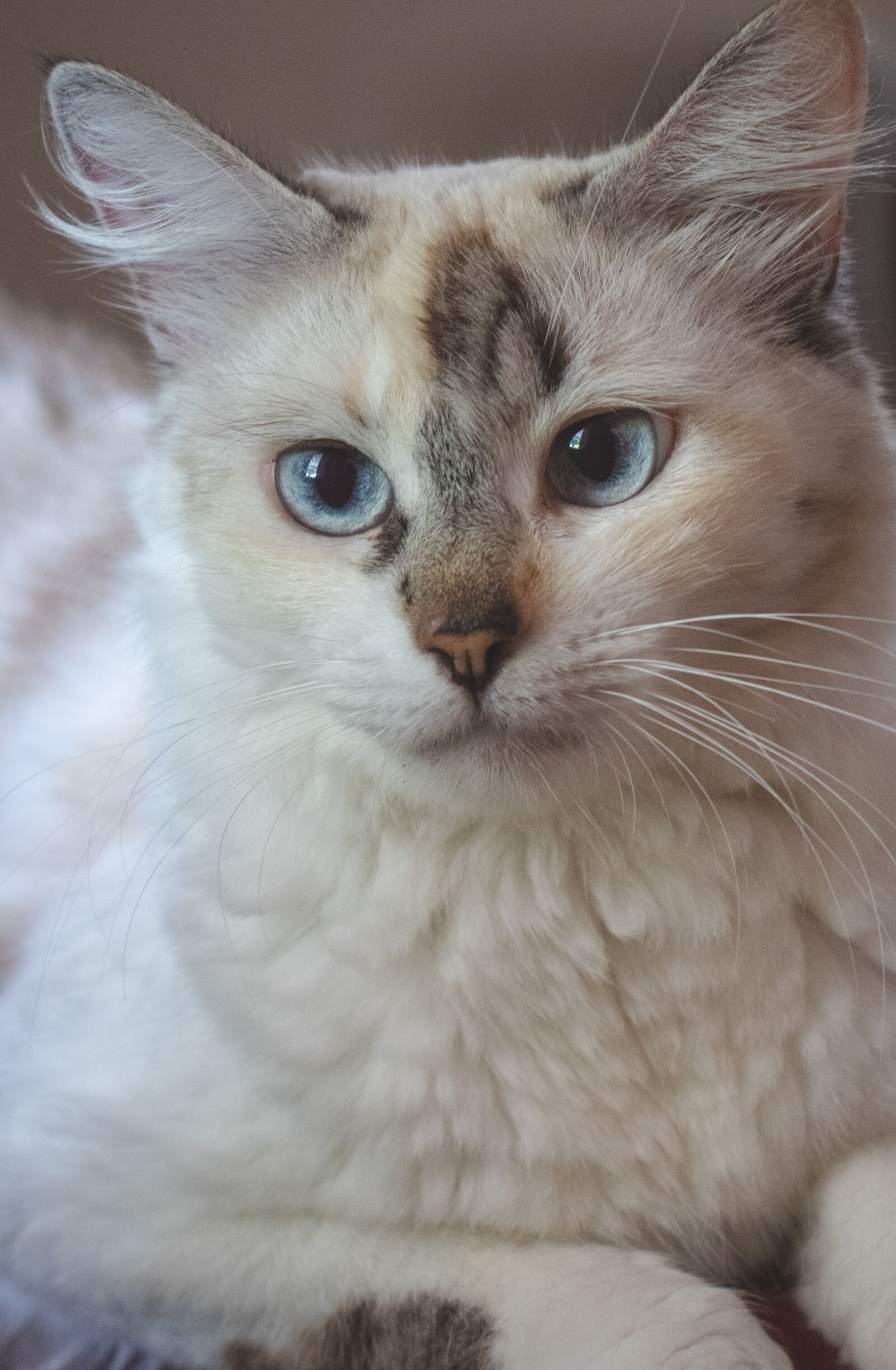 Canon EOS 200D (EOS Rebel SL2 / EOS Kiss X9) sample photo. Cat, female, feline photography