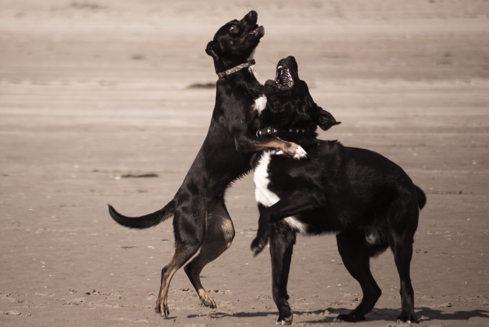 Nikon D810 sample photo. Dogs, animals, dog photography