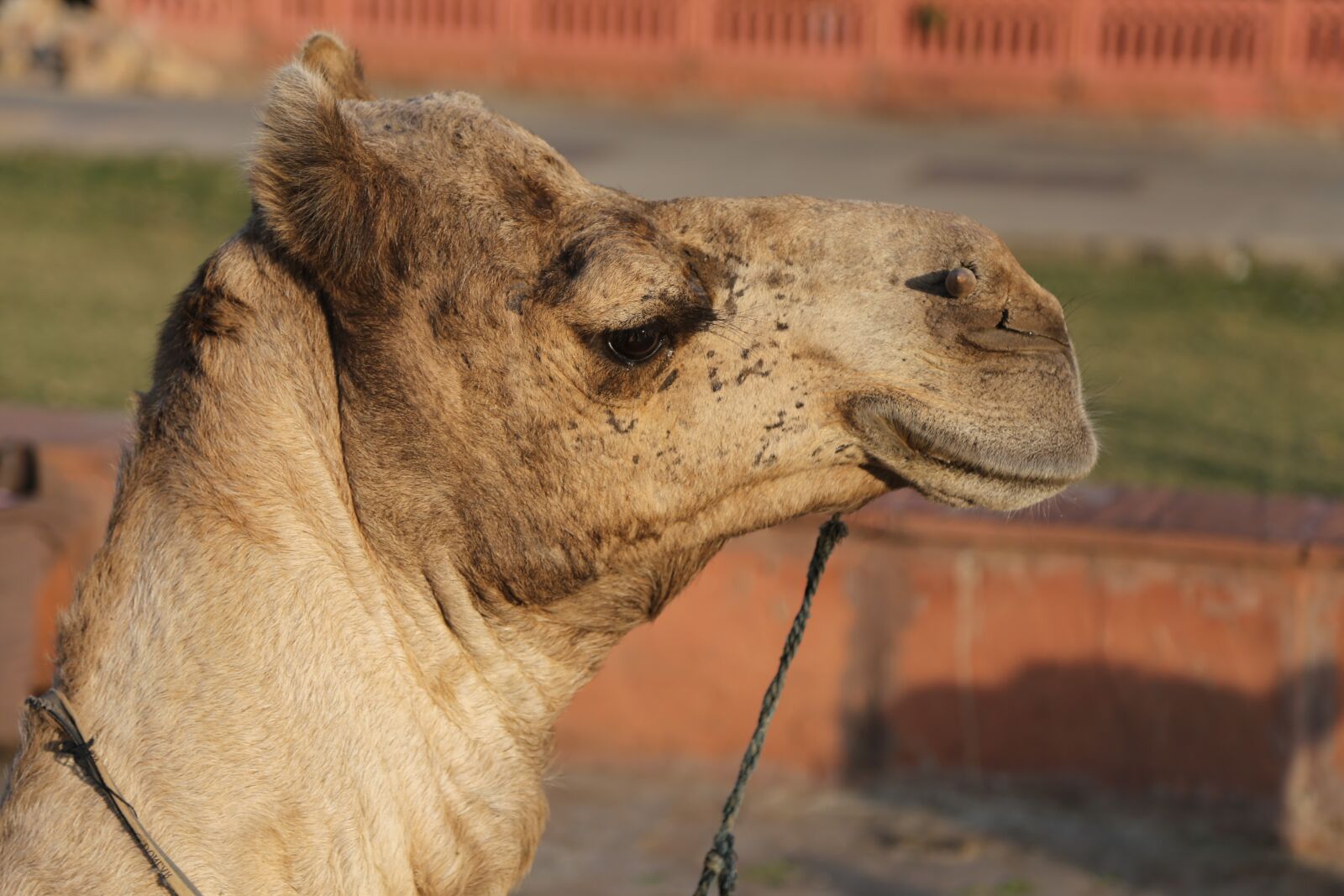 Canon EOS 6D + Canon EF 24-105mm F4L IS USM sample photo. Camel, desert, sand photography