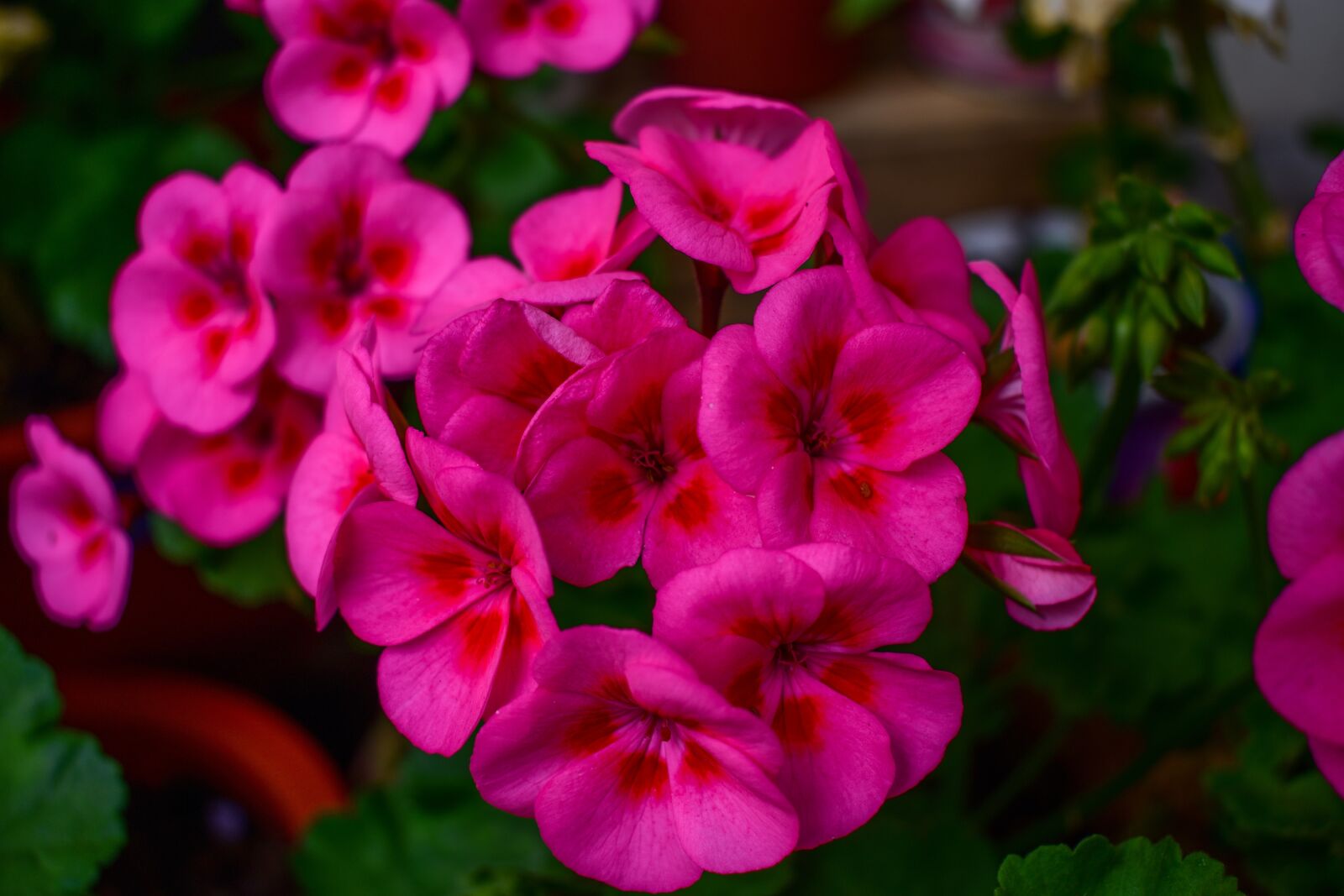 Nikon D3400 sample photo. Flower, nature, plant photography