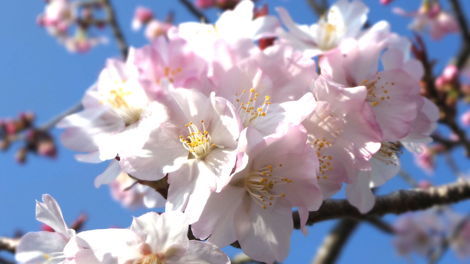 Pentax Q10 sample photo. Cherry, blossoms photography