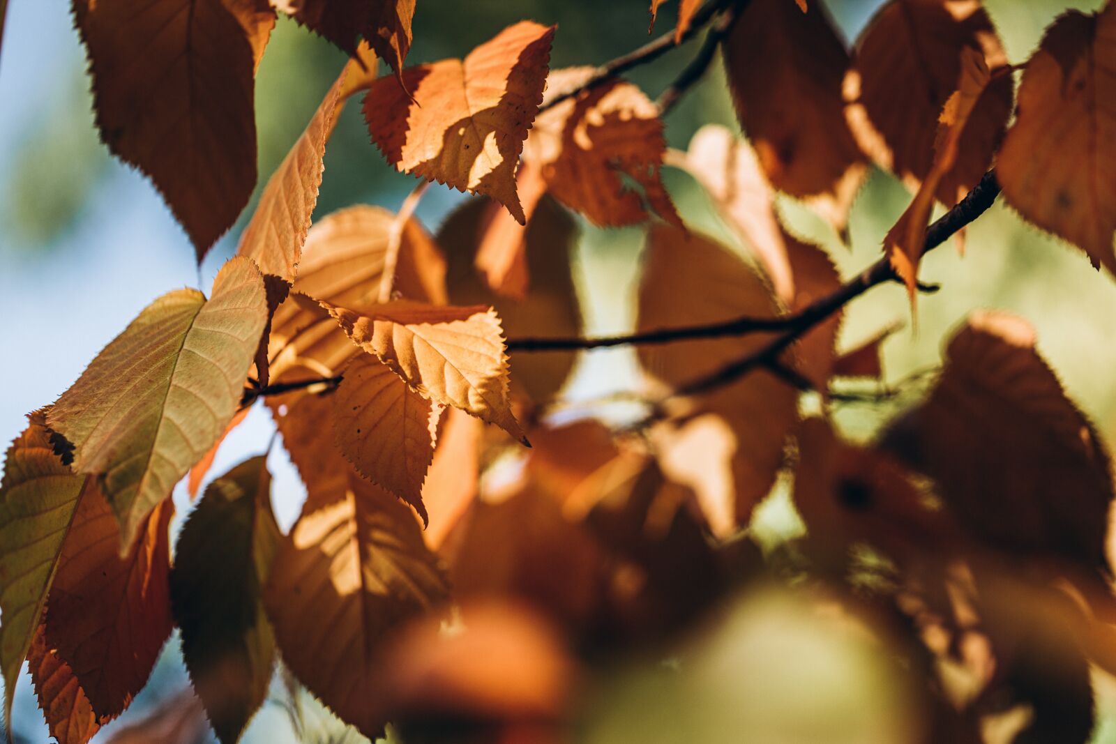 Canon EF 100mm F2.8L Macro IS USM sample photo. Foliage, autumn, orange photography