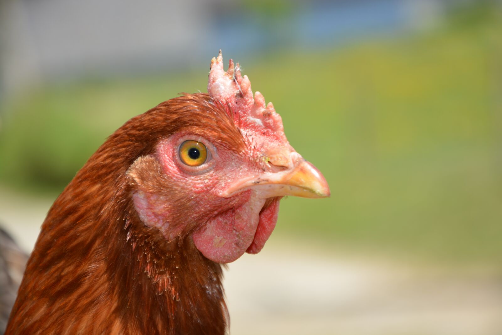 Nikon D5200 sample photo. Red hen, laying hen photography
