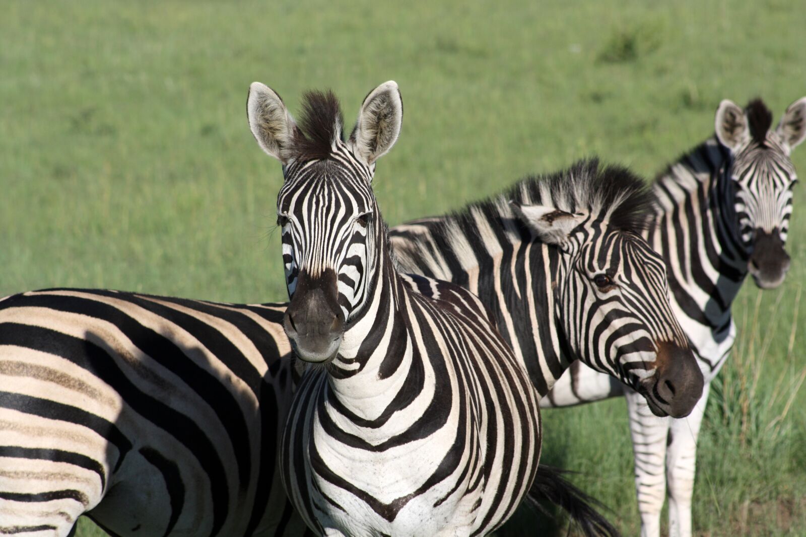 Canon EOS 450D (EOS Rebel XSi / EOS Kiss X2) sample photo. Zebra, animal, wildlife photography