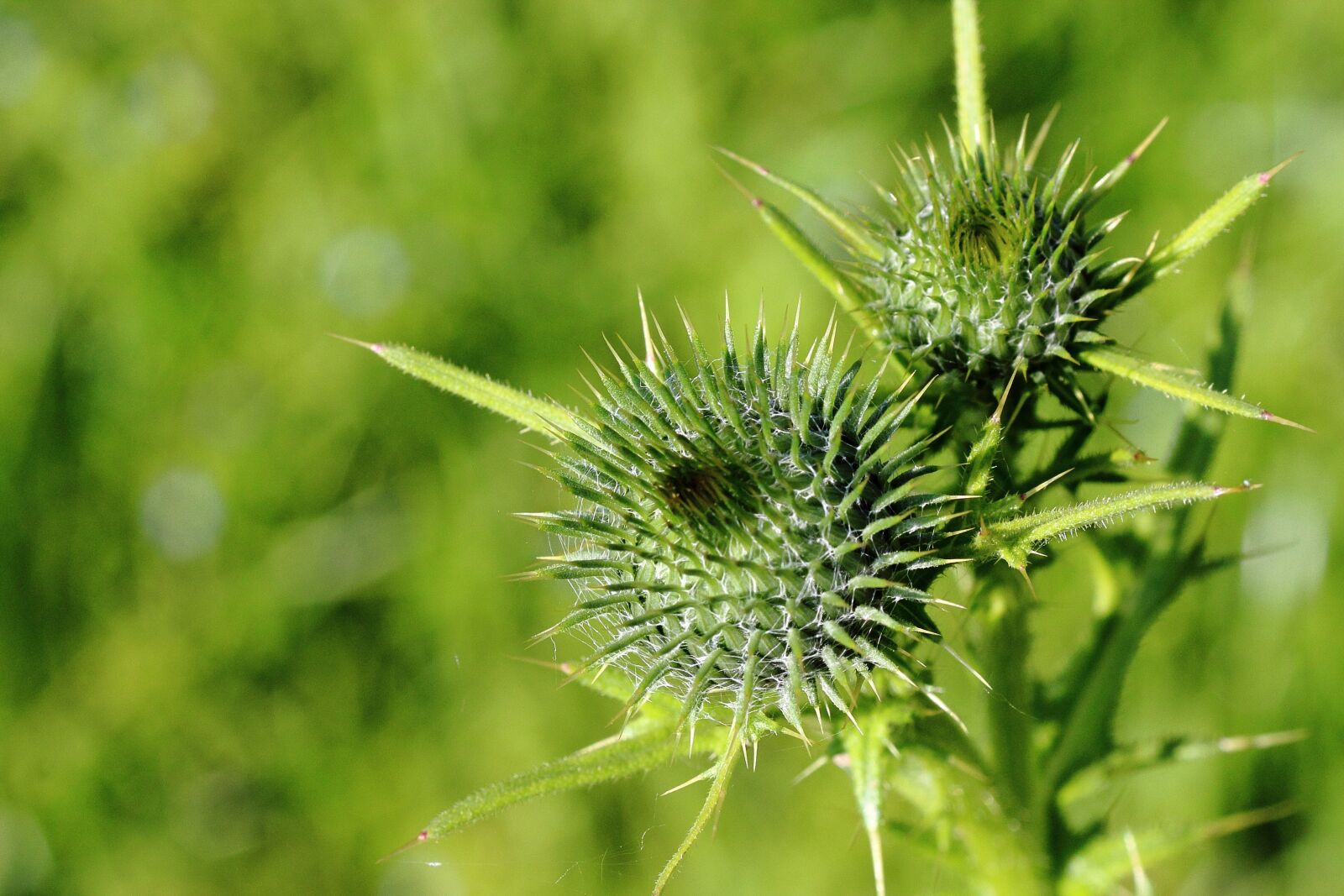 Canon EF-S 55-250mm F4-5.6 IS II sample photo. Thistle, bud, inflorescence photography