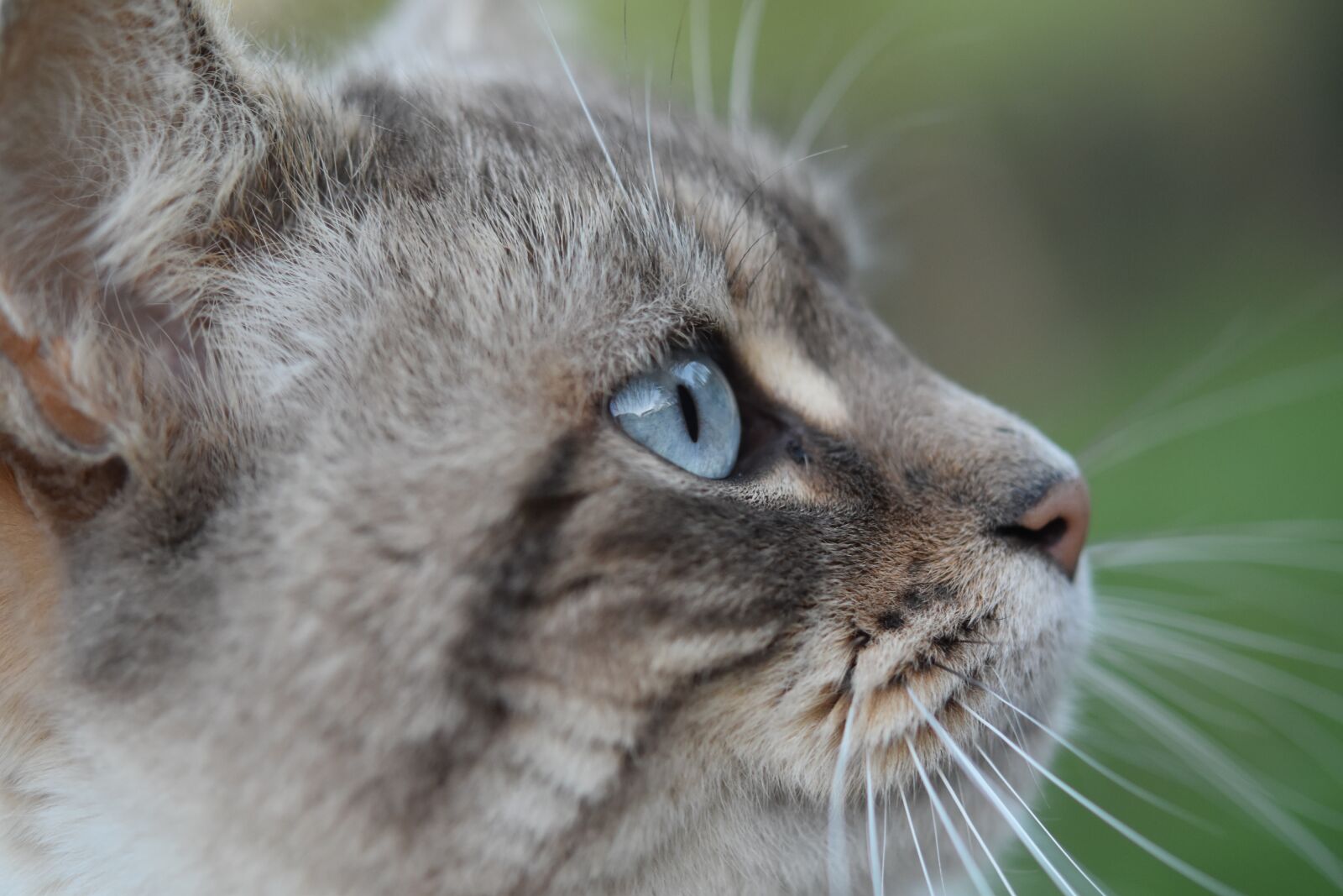 Nikon D5600 sample photo. Cat, cat's eye, eye photography