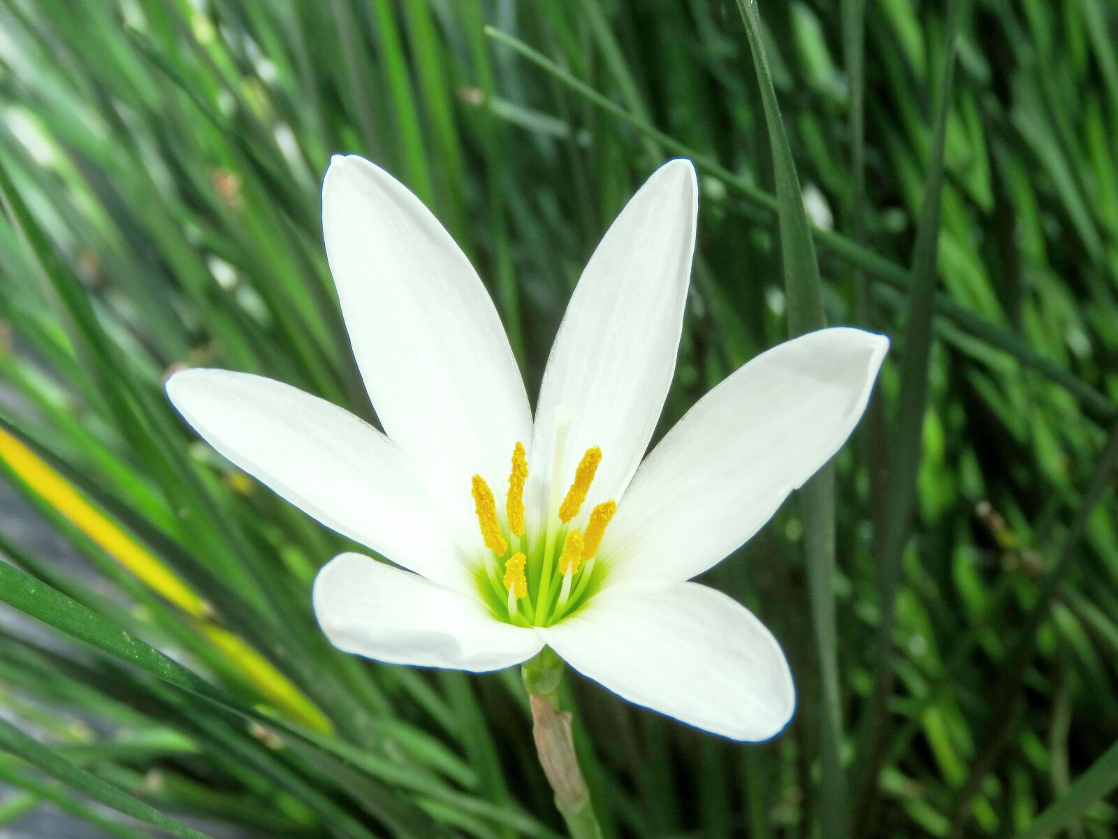 Canon PowerShot SX60 HS sample photo. Flower, white flower, star photography