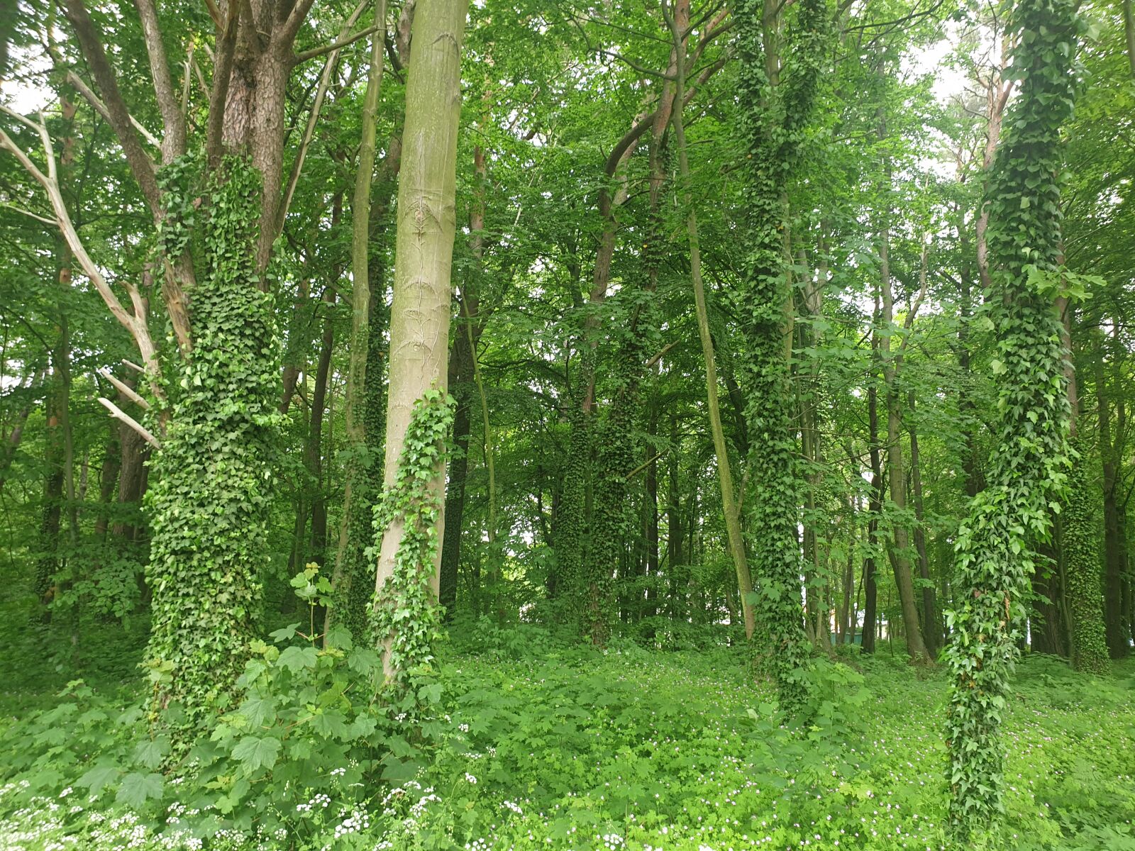 Samsung Galaxy S9 sample photo. Ivy, forest, tree photography