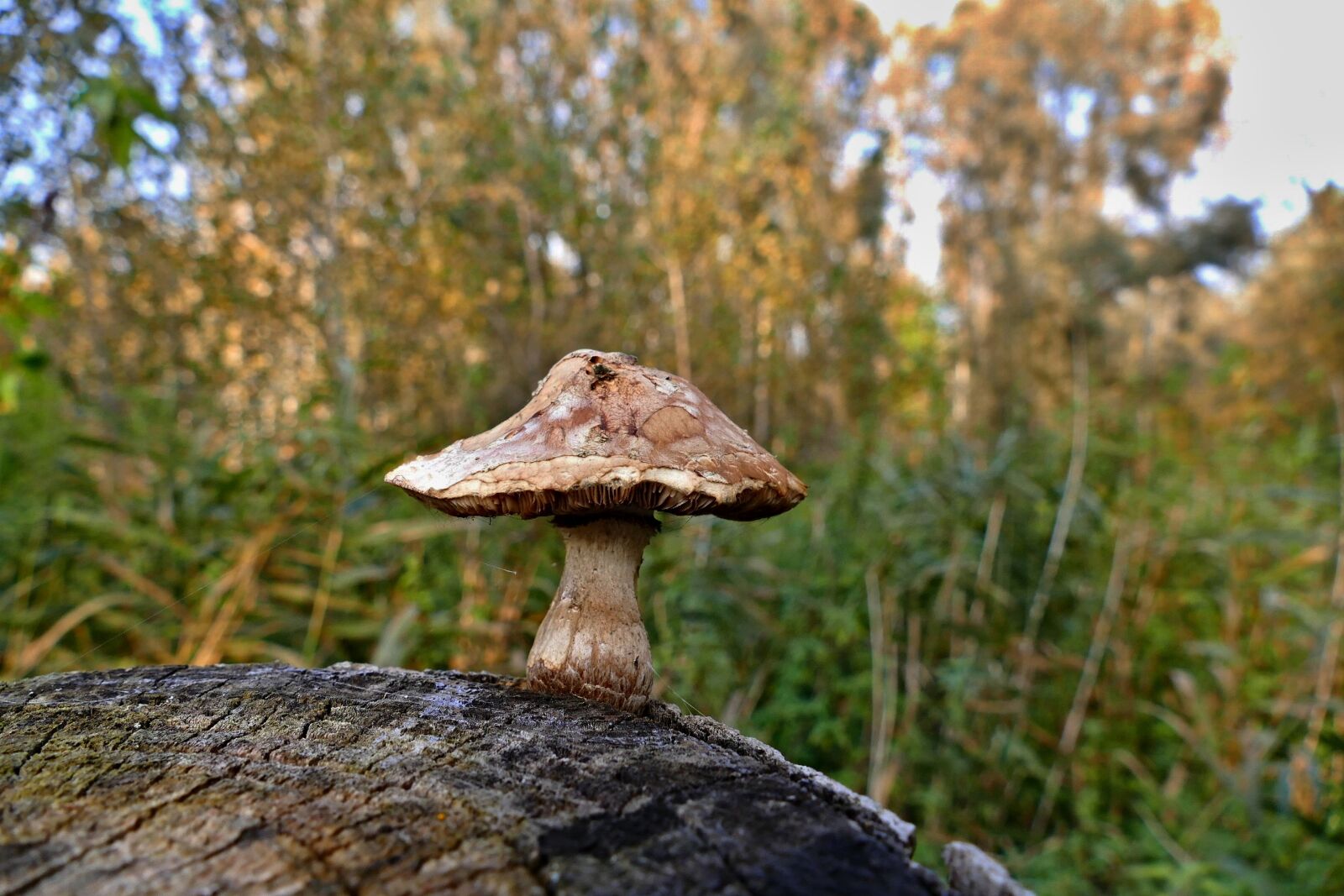 Panasonic Lumix DMC-FZ1000 sample photo. Boletus, stump, autumn photography