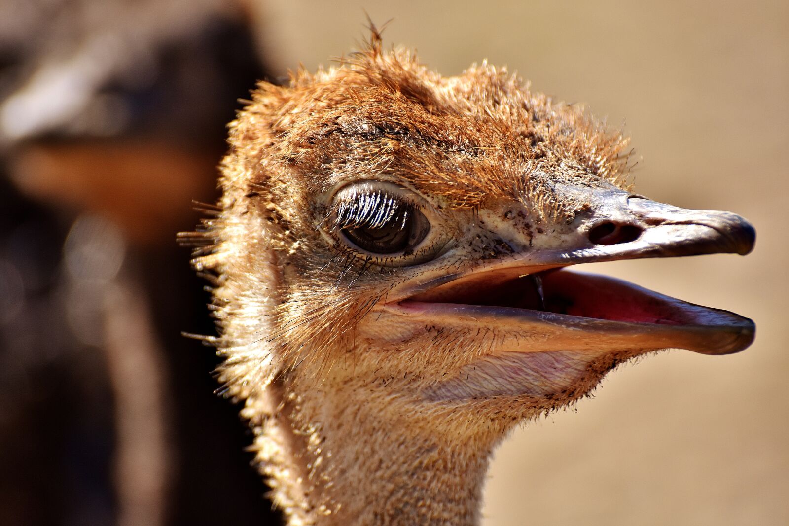 Nikon D7200 sample photo. Bouquet, ostrich farm, cute photography