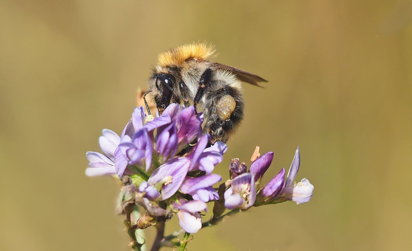 Olympus M.Zuiko Digital ED 60mm F2.8 Macro sample photo. Hummel, meadow hummel, bombus photography