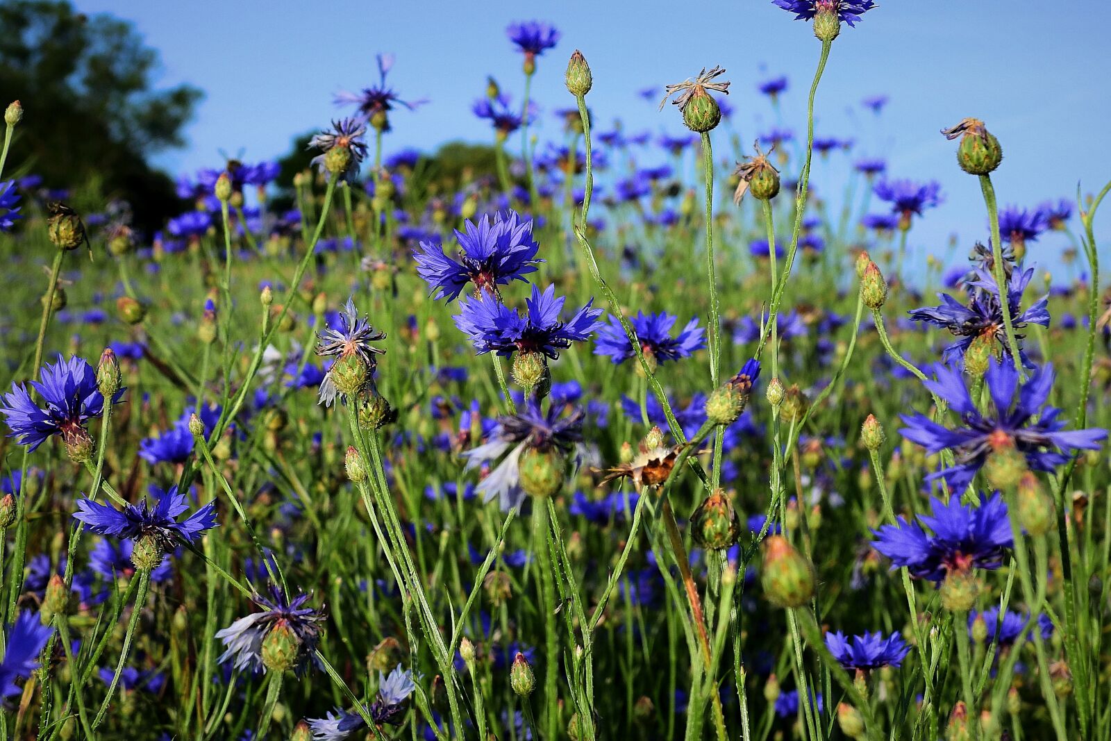 Nikon Coolpix P900 sample photo. Meadow, cornflowers, blue photography