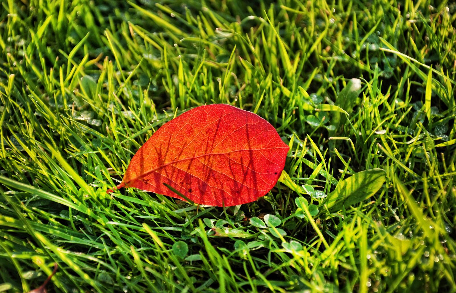 Nikon D90 sample photo. Leaf, grass, pattern photography