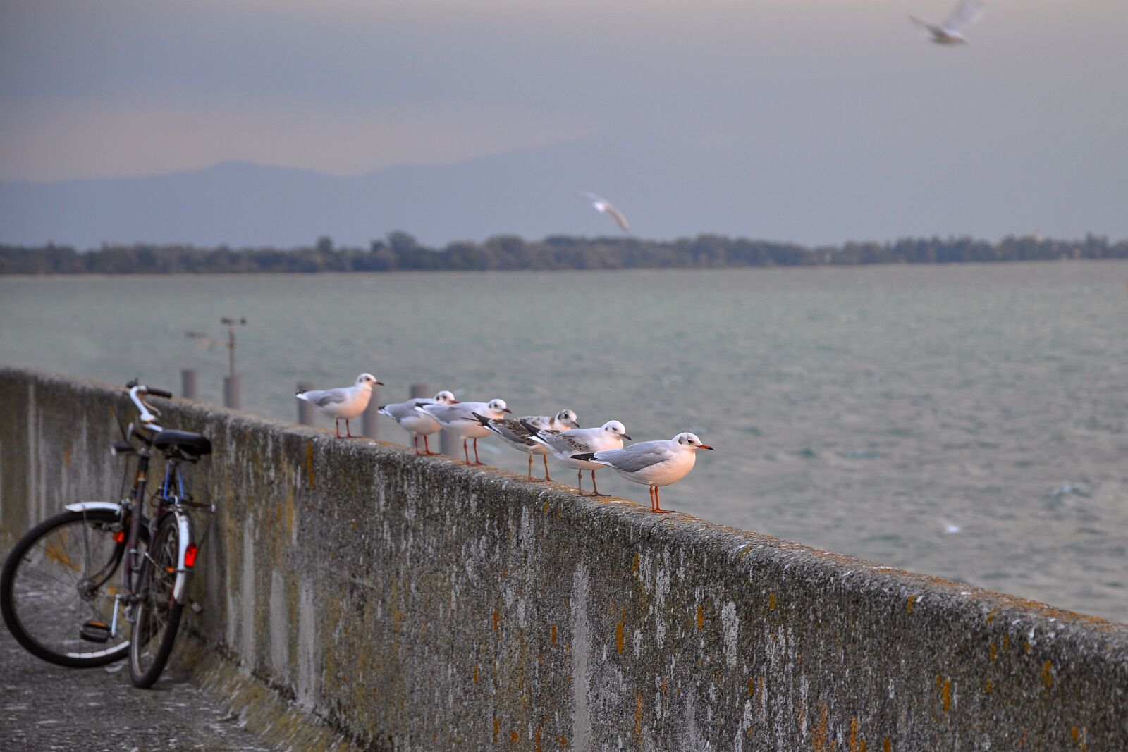 Nikon D90 sample photo. Nature, landscape, bicycle photography
