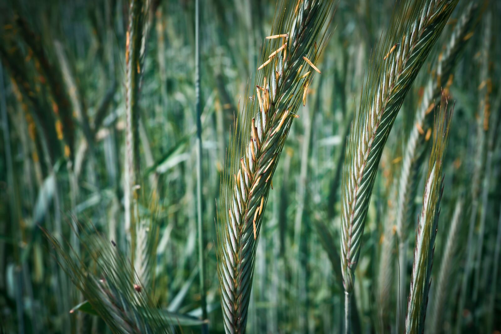 Olympus OM-D E-M10 sample photo. Grain, cornfield, cereals photography