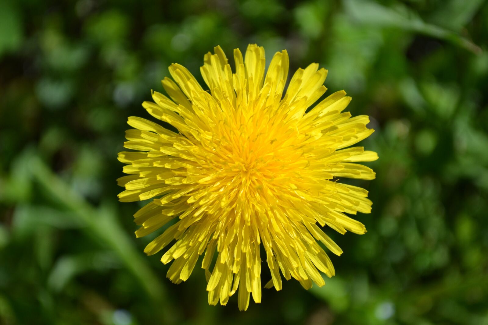 Nikon D3100 sample photo. Dandelion, flower, spring photography