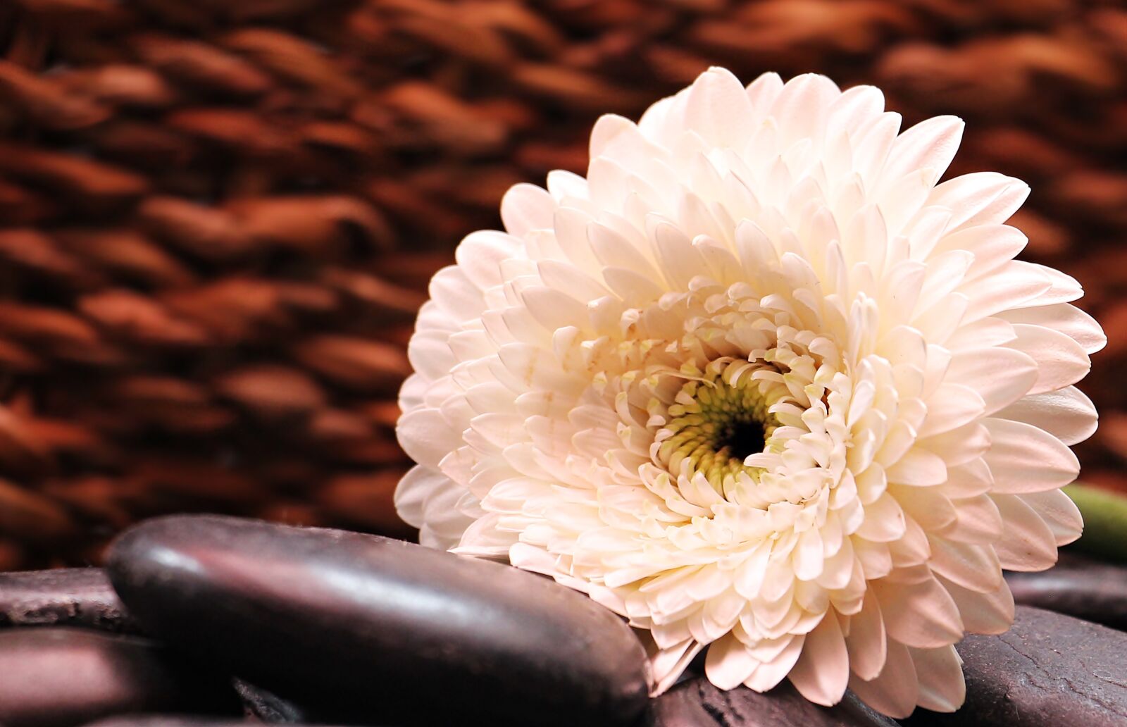 Canon EOS 550D (EOS Rebel T2i / EOS Kiss X4) sample photo. Gerbera, flower, blossom photography