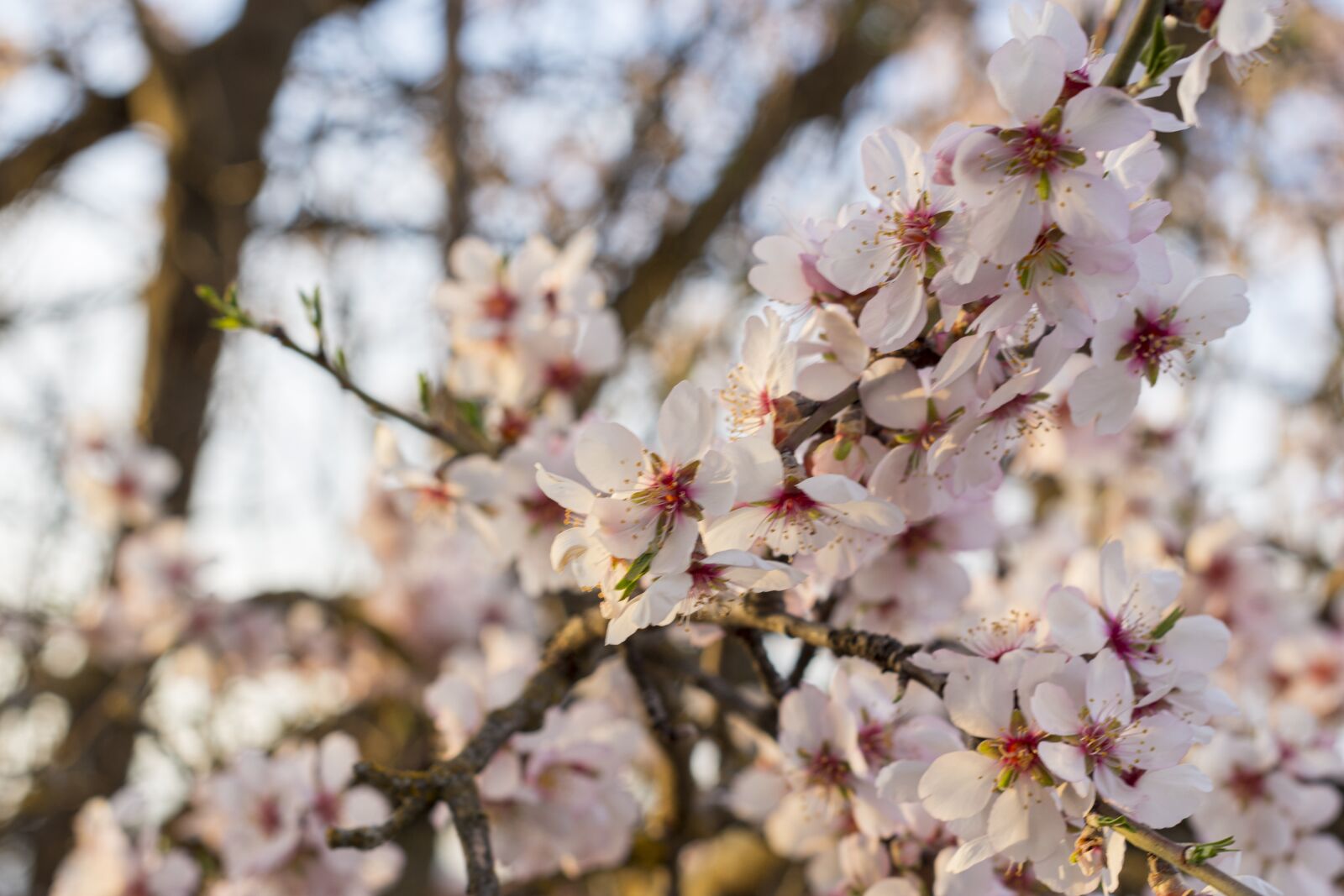 Nikon D7200 sample photo. Sunset, blossom, bloom photography