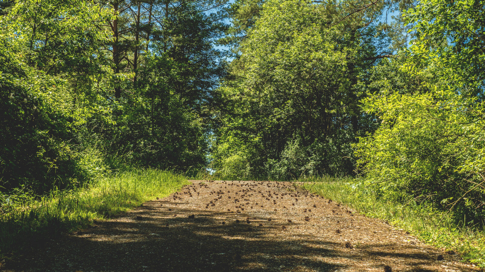 24-70mm F2.8-2.8 SSM sample photo. Environment, forest, grass, idyllic photography