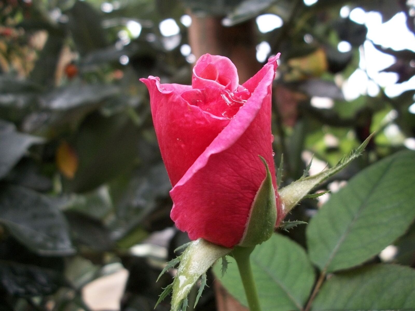 Kodak EASYSHARE M340 DIGITAL CAMERA sample photo. Rose, flower, pink photography