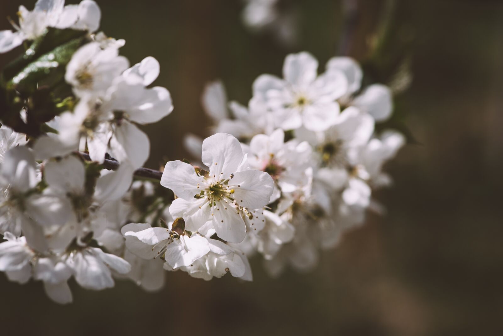 Nikon D750 sample photo. Flowers, white, branch photography