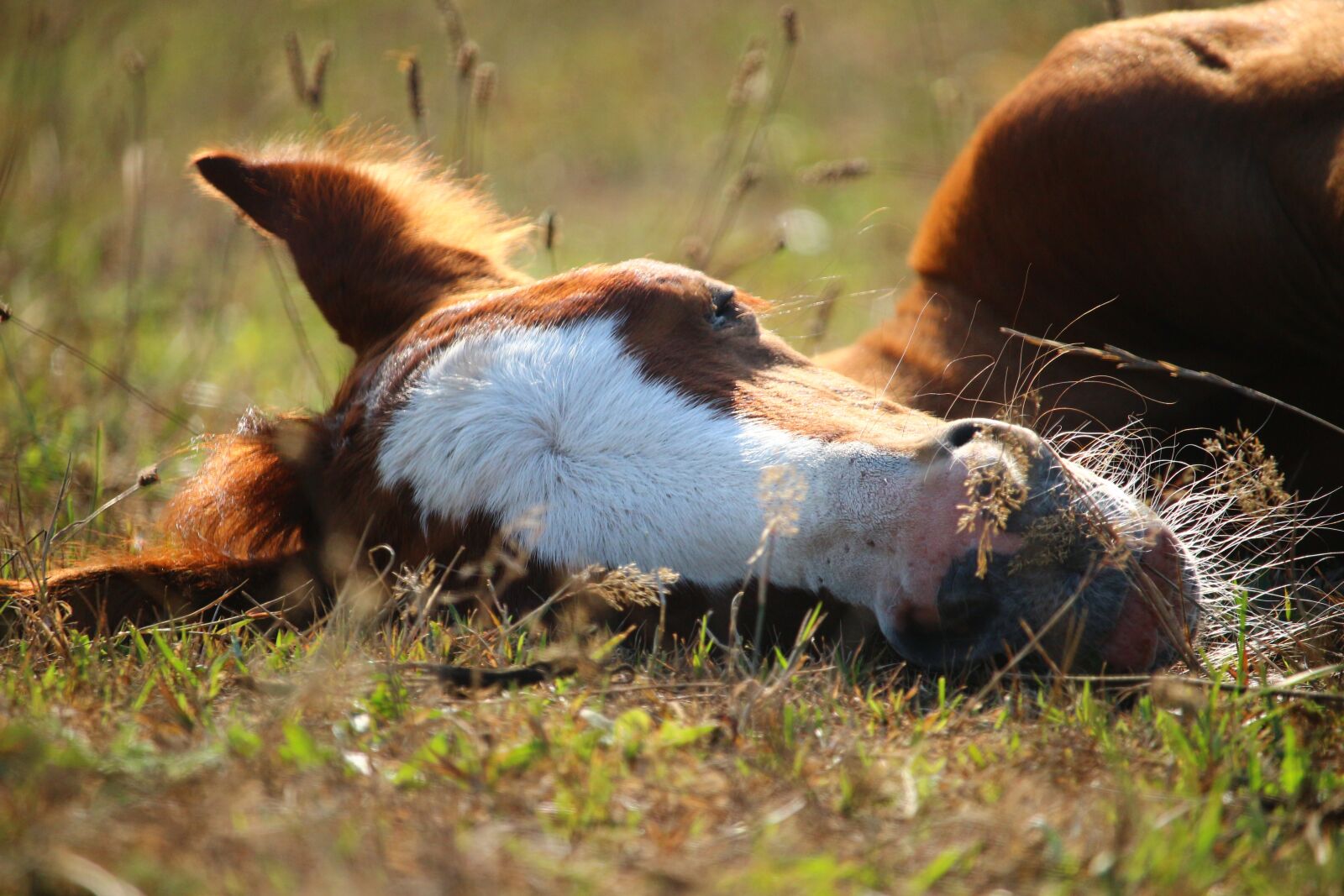 Canon EOS 100D (EOS Rebel SL1 / EOS Kiss X7) sample photo. Foal, horse, thoroughbred arabian photography