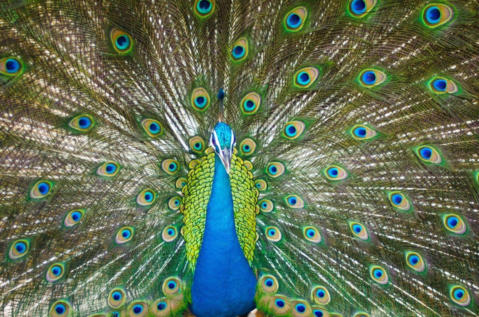 Nikon D7000 sample photo. Beautiful male peacock, colorful photography
