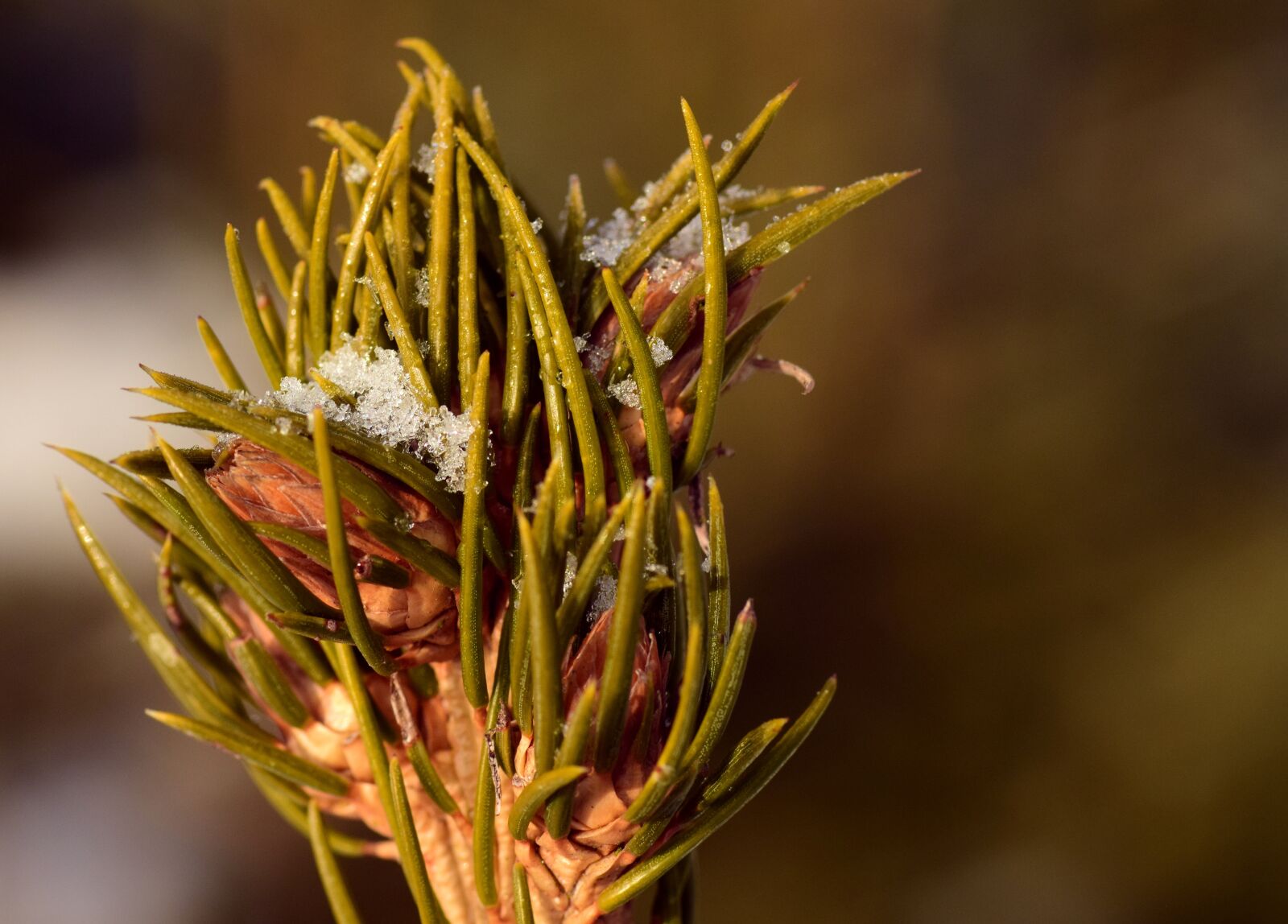 Nikon D3300 sample photo. Needles, green, winter photography