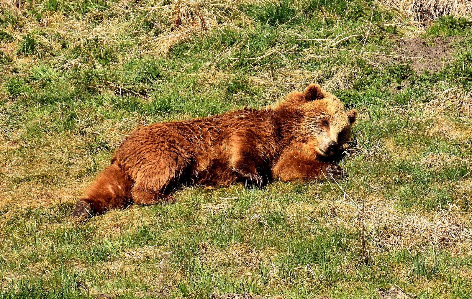 Nikon D7200 sample photo. European brown bear, wild photography