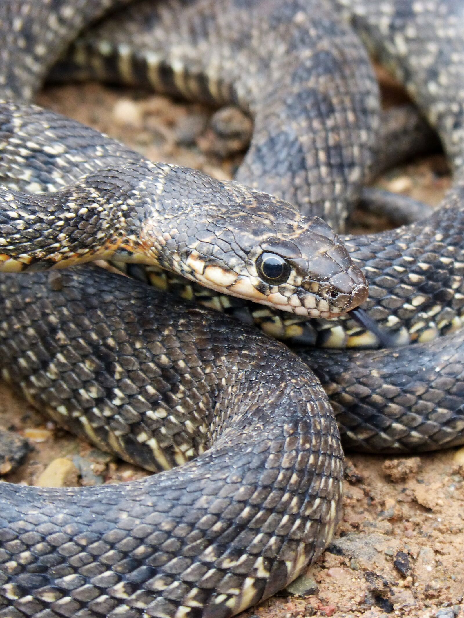 Panasonic DMC-FZ62 sample photo. Snake, threat, legua bifida photography