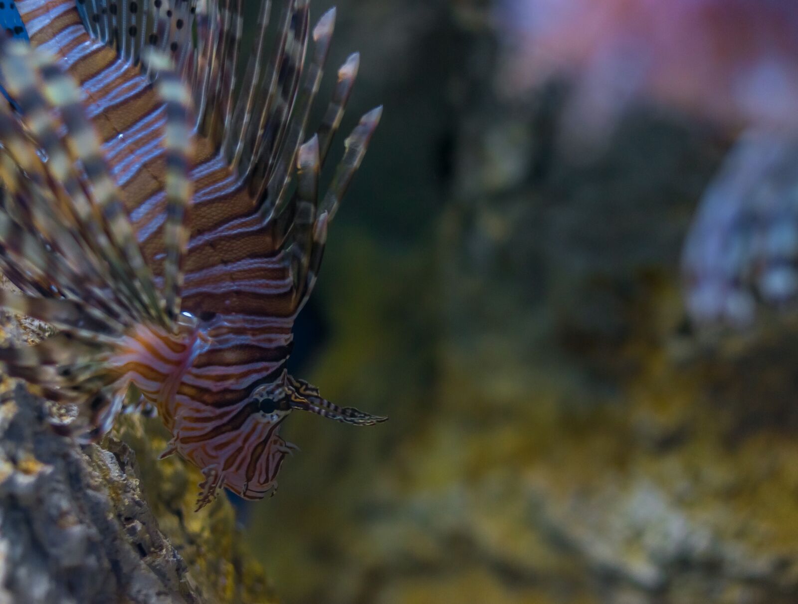 Nikon D5300 sample photo. Fish, fauna, nature photography