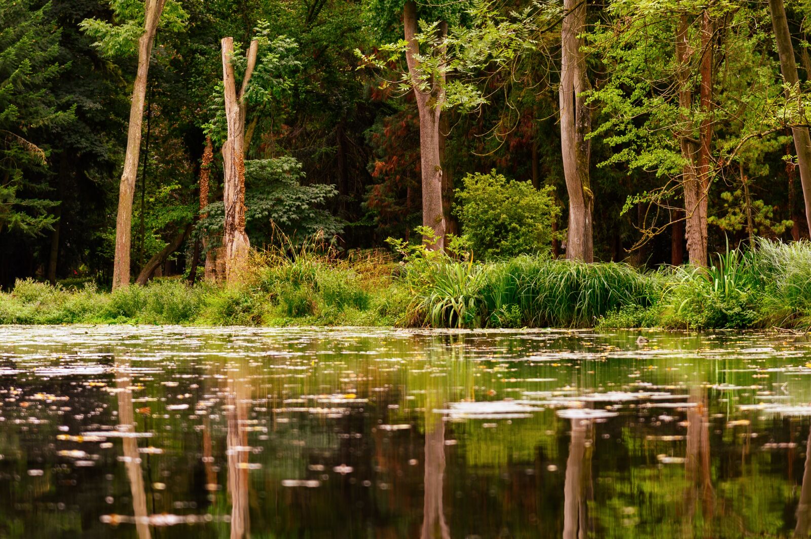 Nikon Z6 sample photo. Forest, lake, water photography