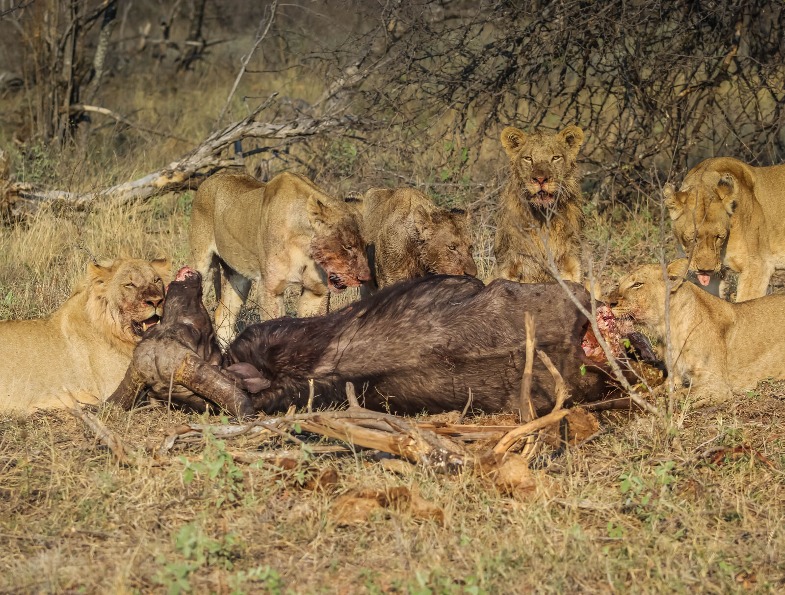 Canon EOS 60D sample photo. Big, cat, lion, lions photography