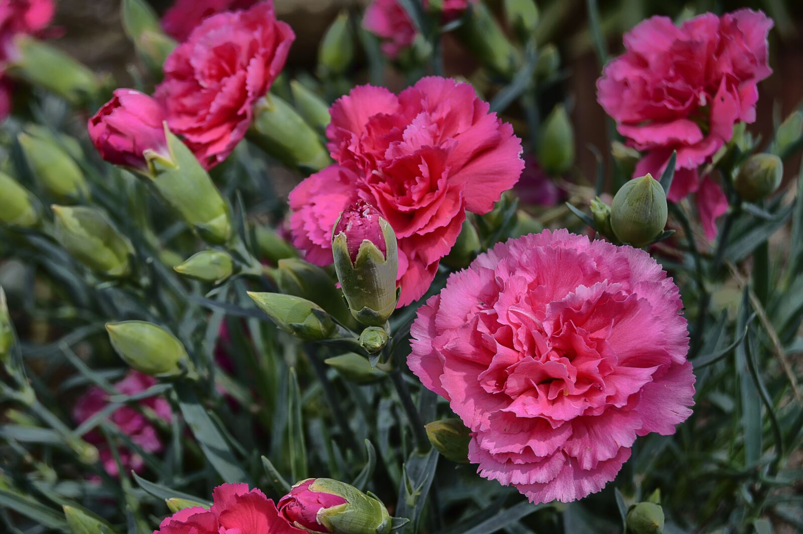 Nikon D3200 sample photo. Flower, carnation, carnations photography