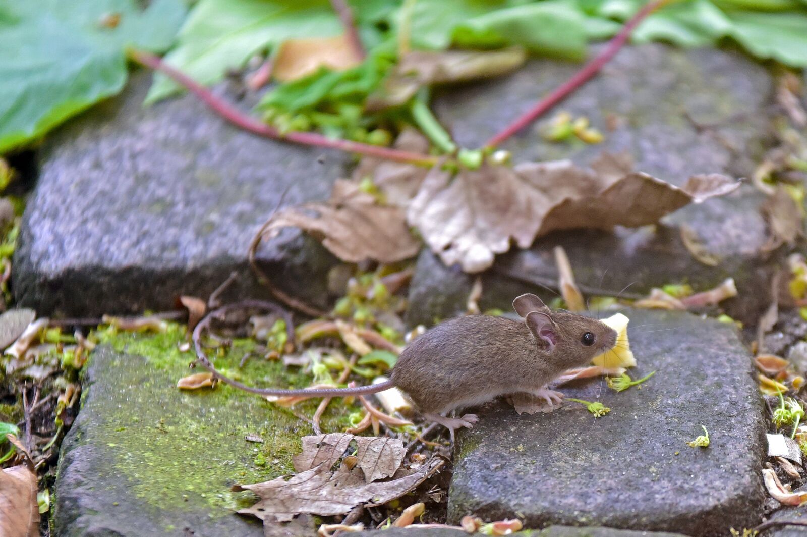 Nikon D750 sample photo. House mouse, mouse, rodent photography