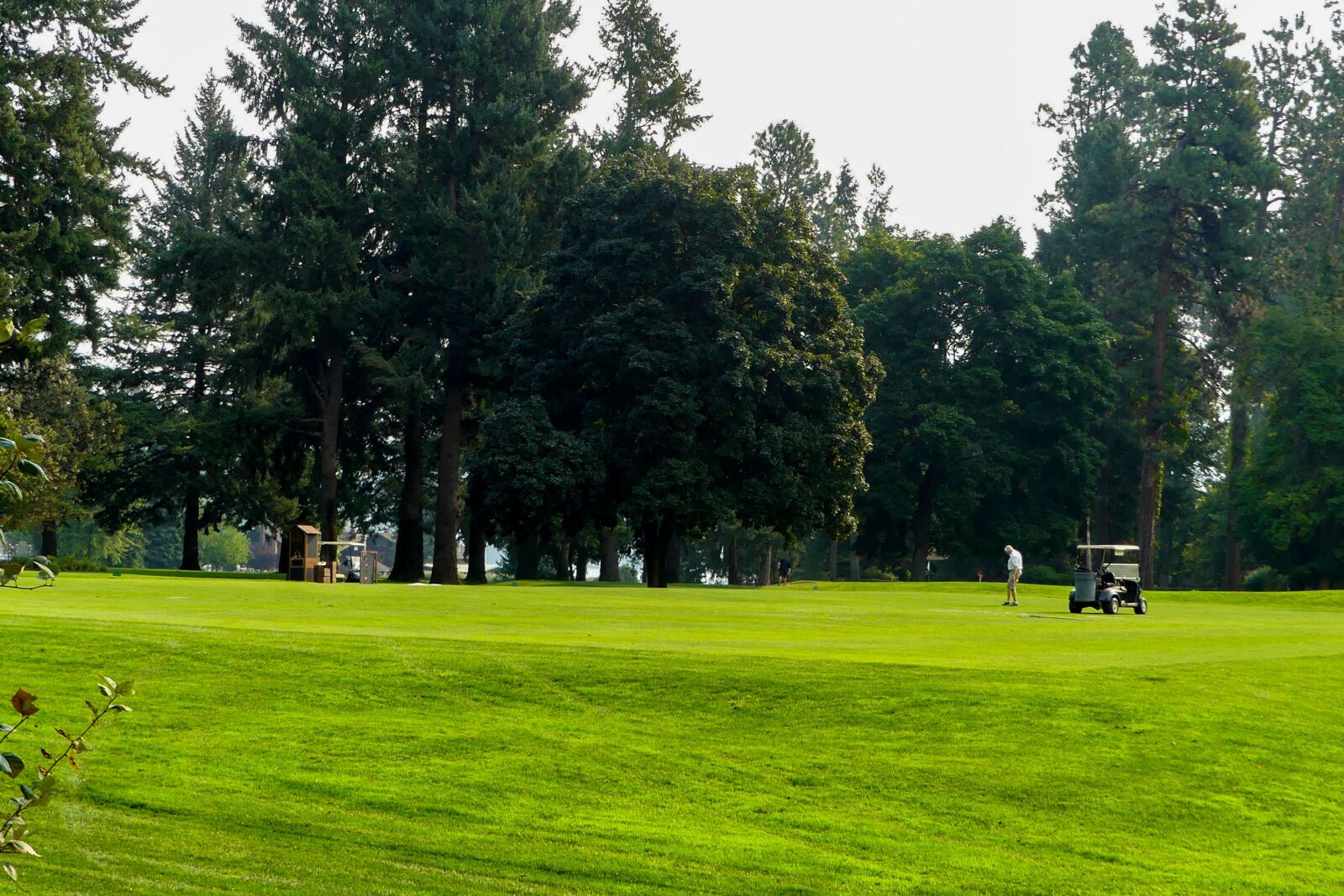 Panasonic Lumix DMC-FZ300 sample photo. Golf, trees, outdoors photography
