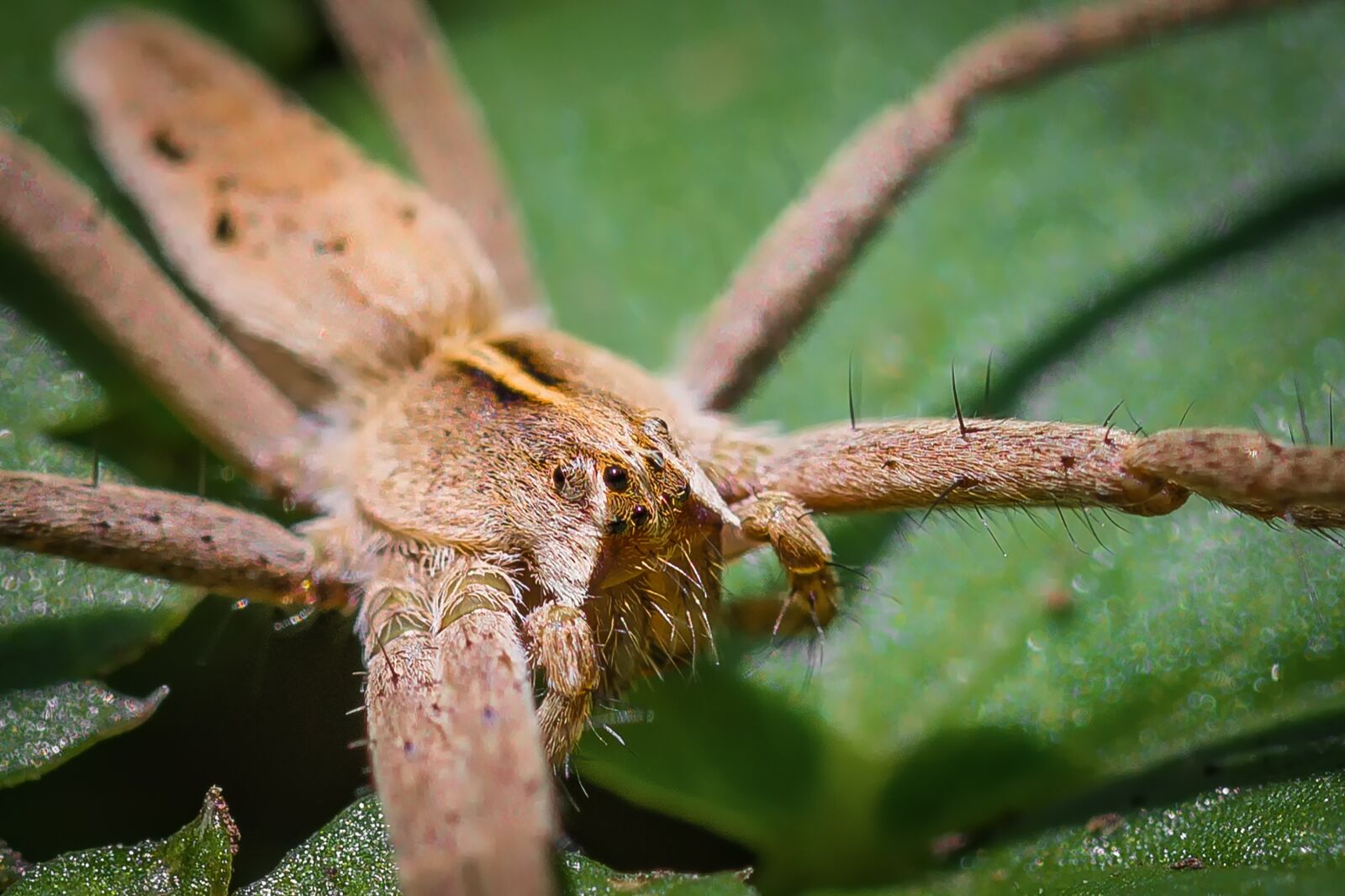Tamron SP 90mm F2.8 Di VC USD 1:1 Macro (F004) sample photo. Insect, spider, list spider photography