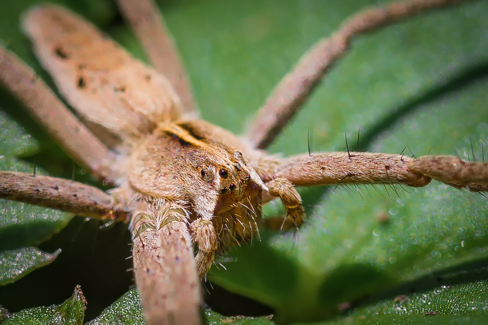 Nikon D7200 sample photo. Insect, spider, list spider photography