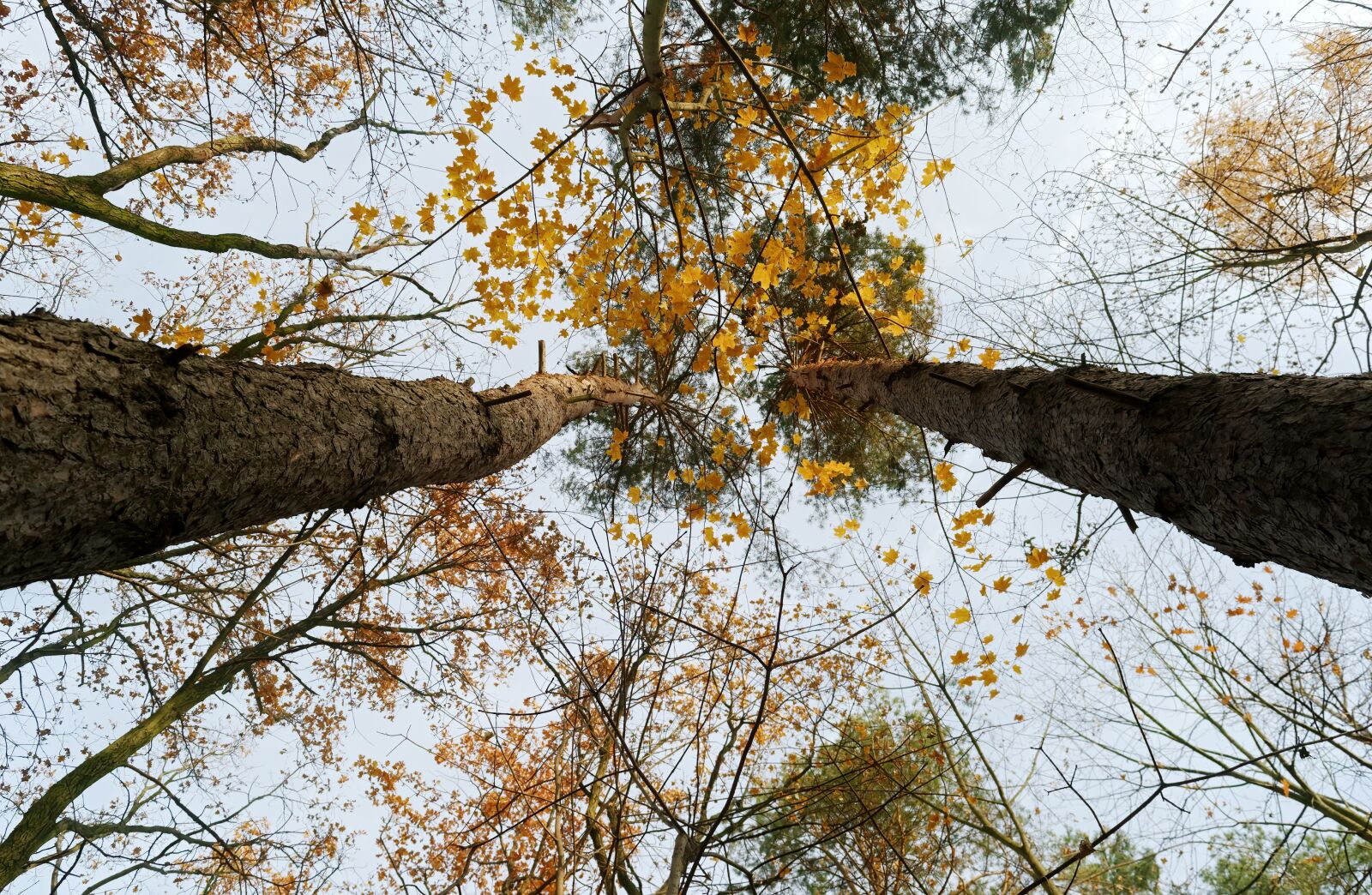 Nikon D3100 sample photo. Trees, forest, autumn photography