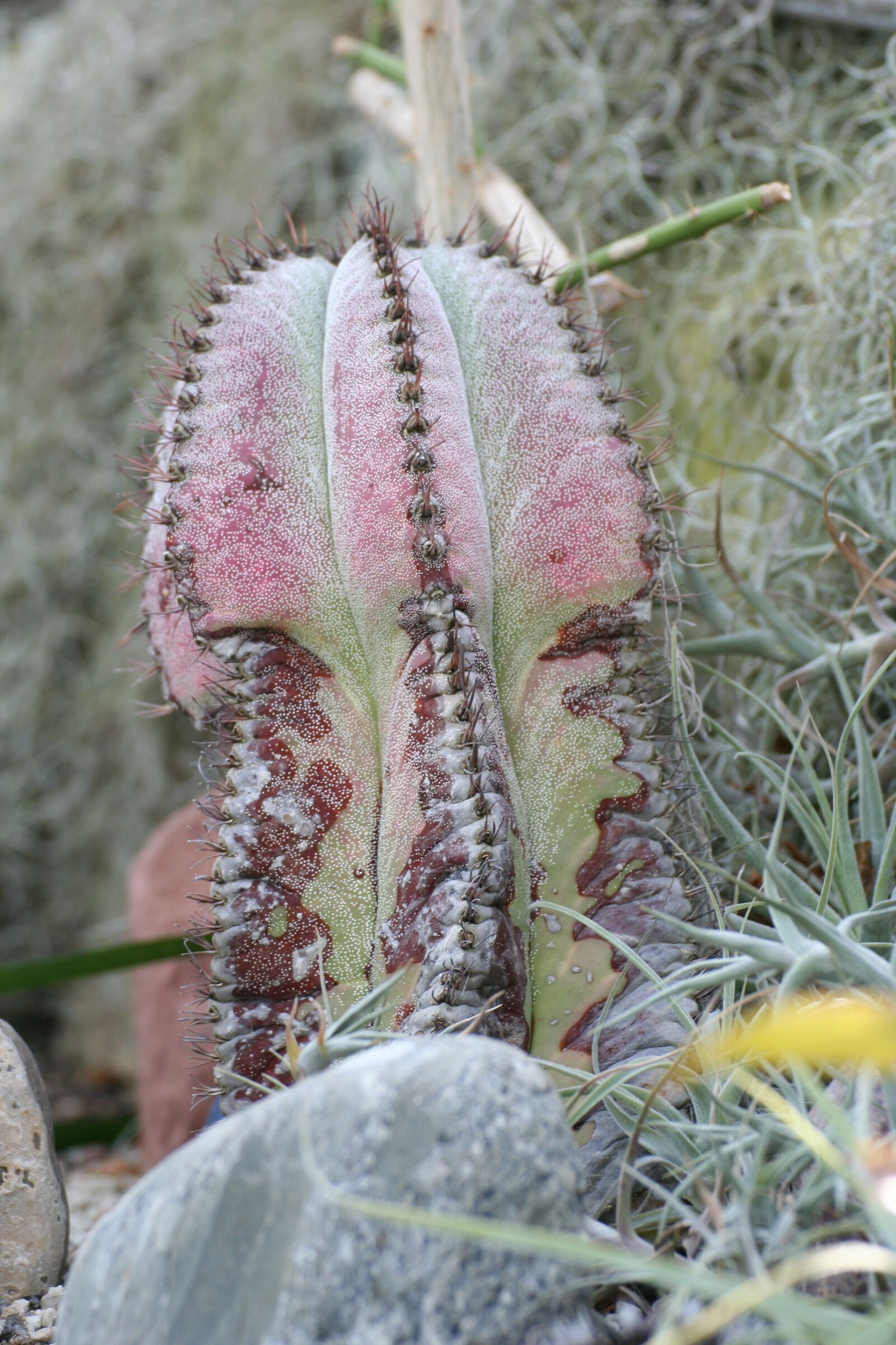 Canon EOS 350D (EOS Digital Rebel XT / EOS Kiss Digital N) sample photo. Cactus, succulent, nature photography