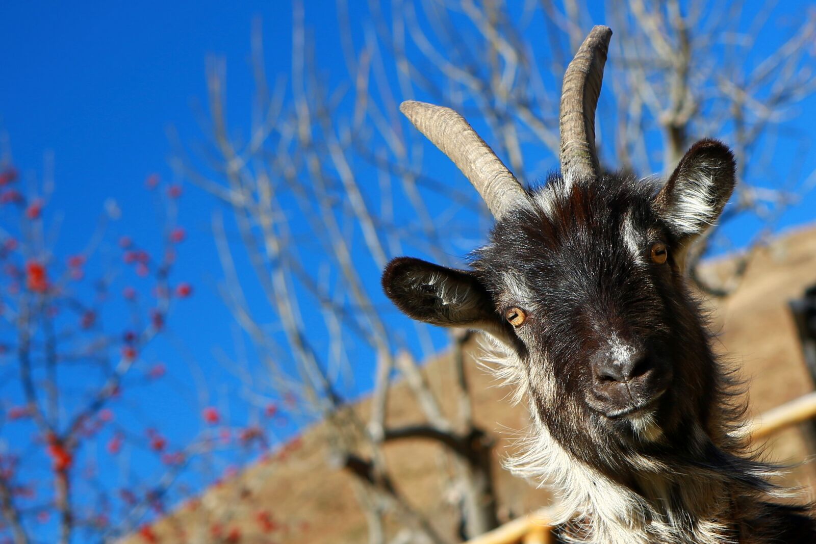 Canon EOS 5D Mark III sample photo. Capra, animal, mountain photography