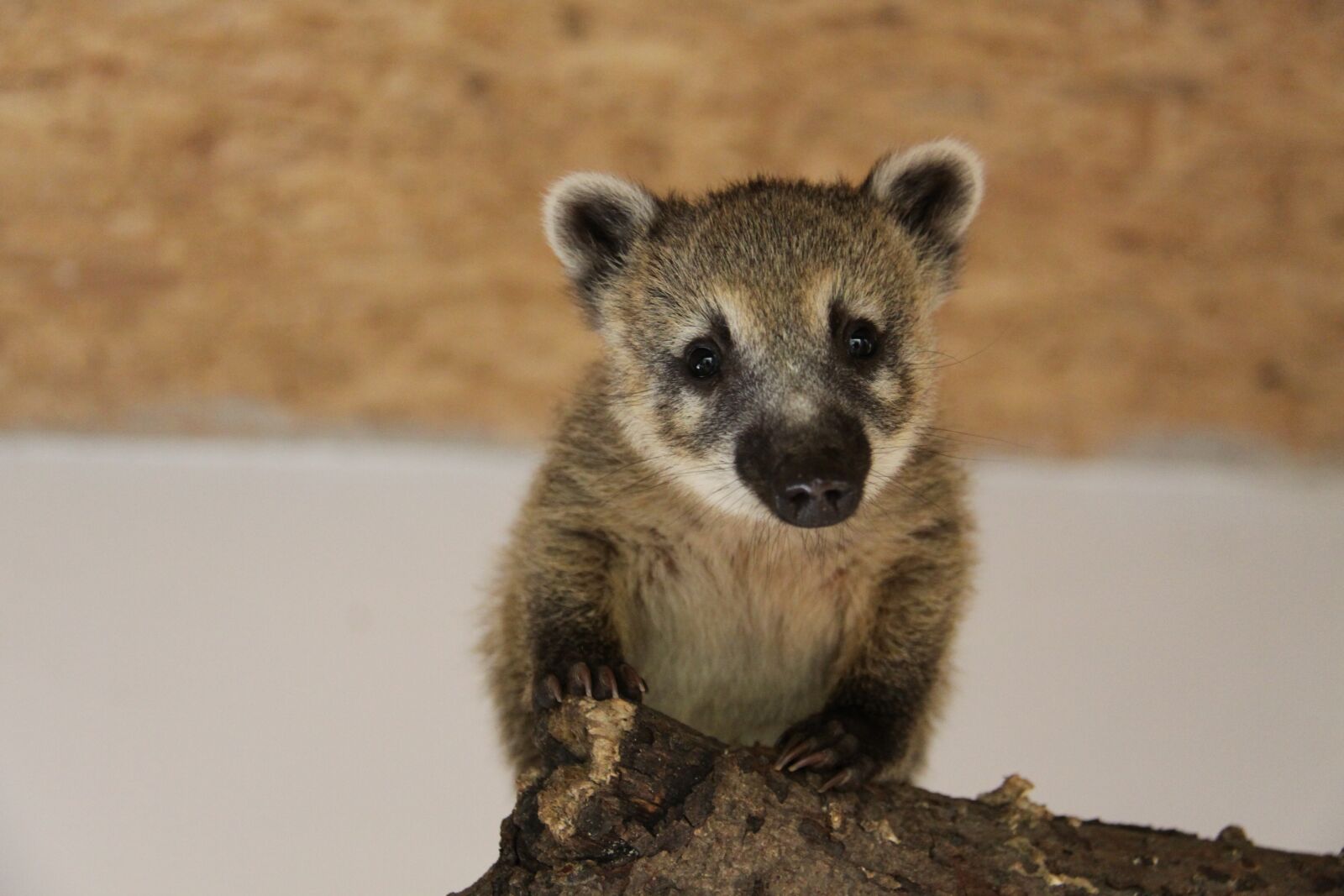 Canon EOS 50D sample photo. Coati, small bear, proboscis photography