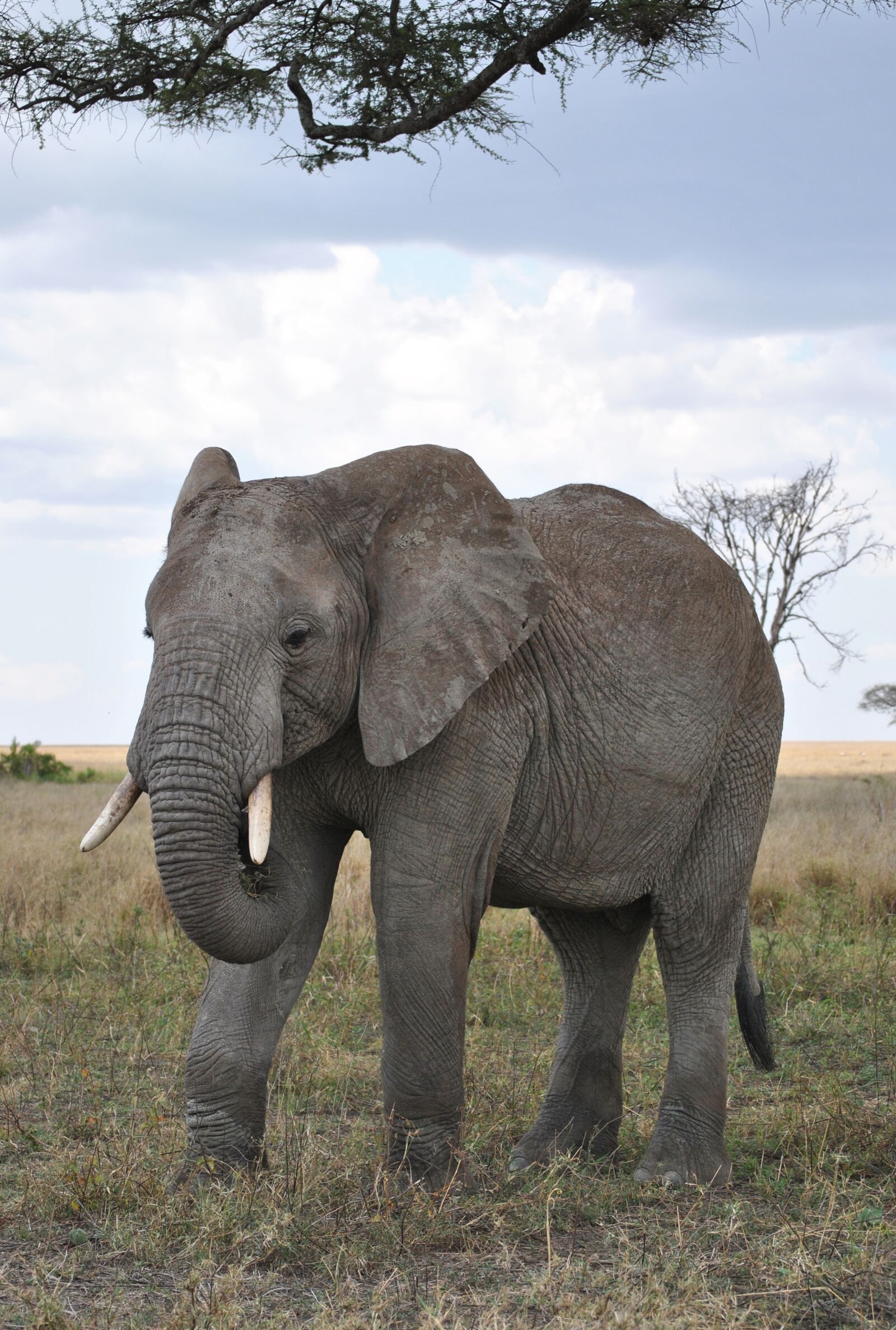 Nikon D3000 sample photo. Africa, tanzania, national park photography