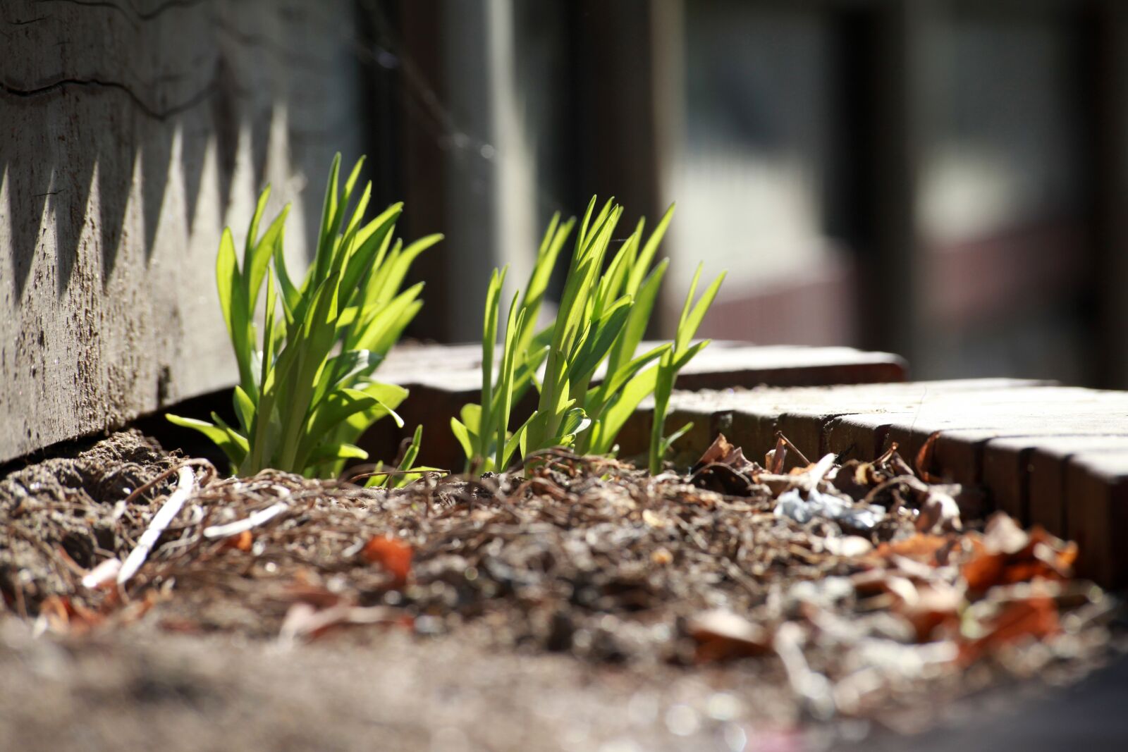 Canon EOS 5D Mark II sample photo. Bud, garden, flower gardens photography