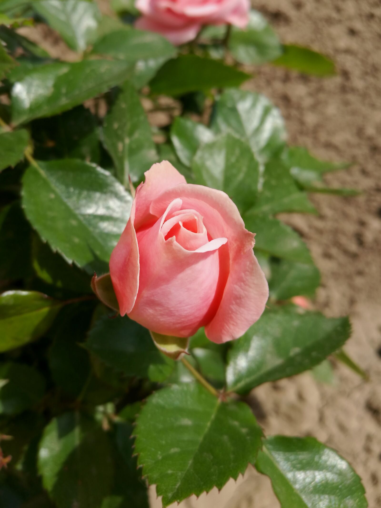 HUAWEI P9 sample photo. Pink rose, macro, summer photography