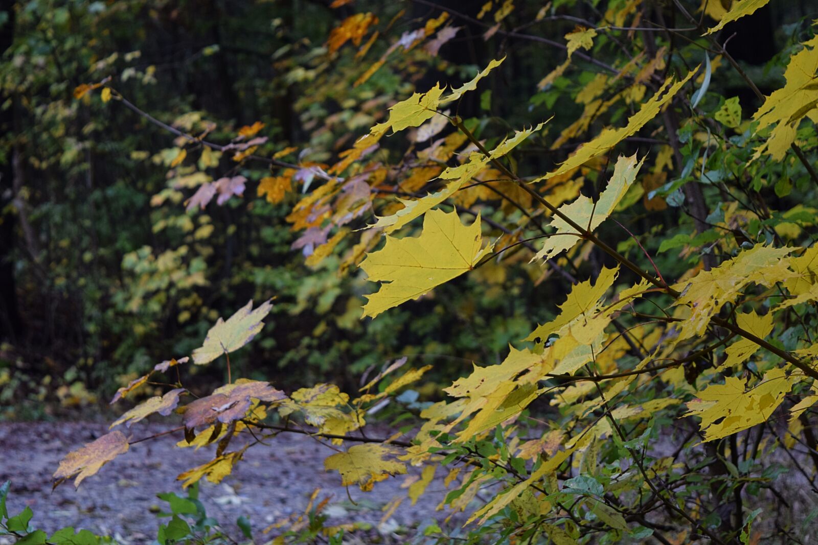 Nikon D3300 sample photo. Autumn, deciduous forest, october photography
